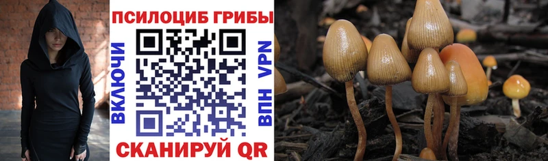 кракен как зайти  Льгов  Галлюциногенные грибы Cubensis 